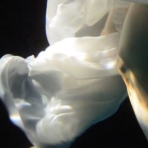 Meet your Posher, Sylvie